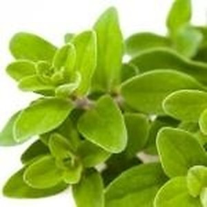 ingredient 242 300.jpg