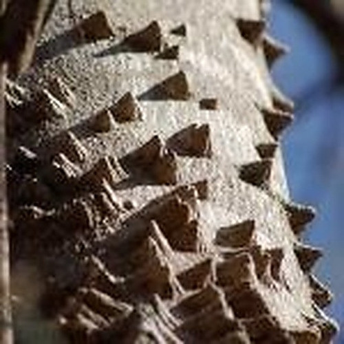 ingredient 379.jpg