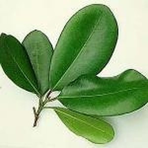 ingredient 381 300.jpg