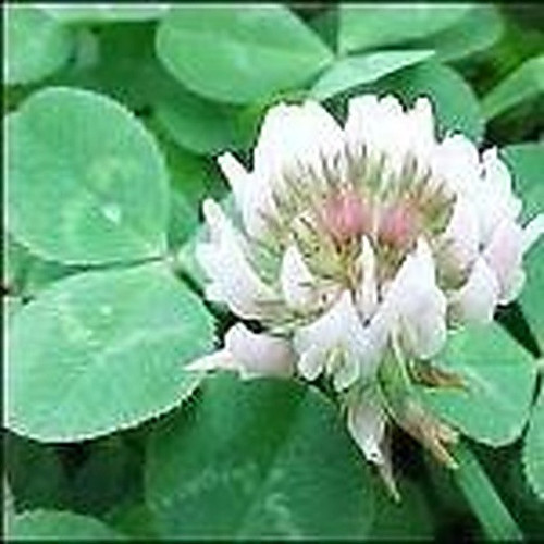 ingredient 140.jpg