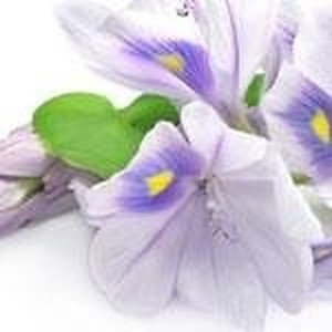 ingredient 159 300.jpg