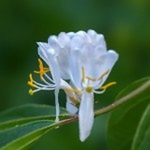 ingredient 167.jpg