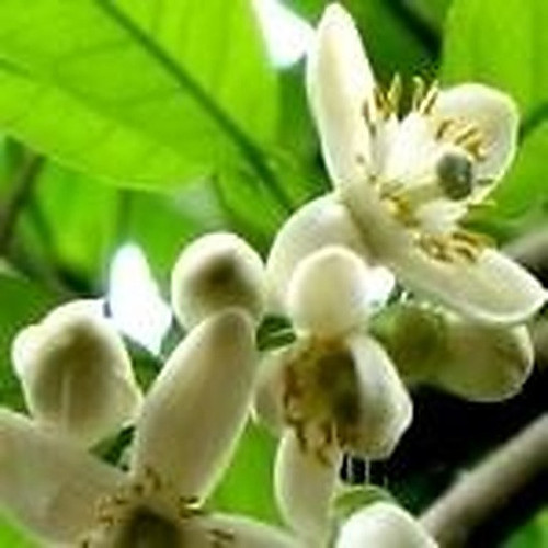 ingredient 174.jpg