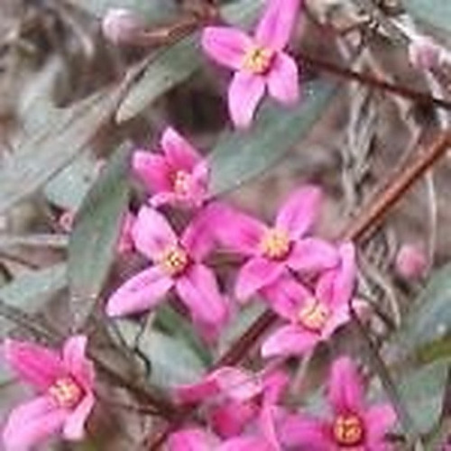 ingredient 184.jpg