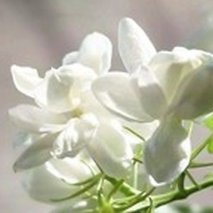 ingredient 579 300.jpg