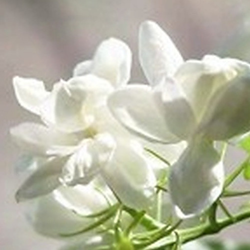 ingredient 579.jpg