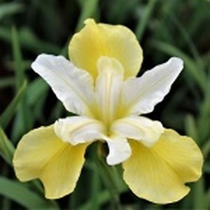 ingredient 623 300.jpg