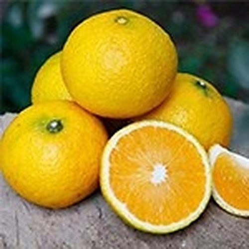 ingredient 036.jpg