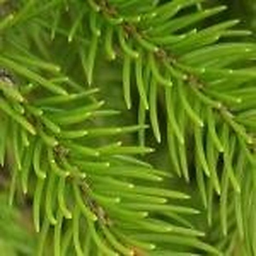 ingredient 302.jpg