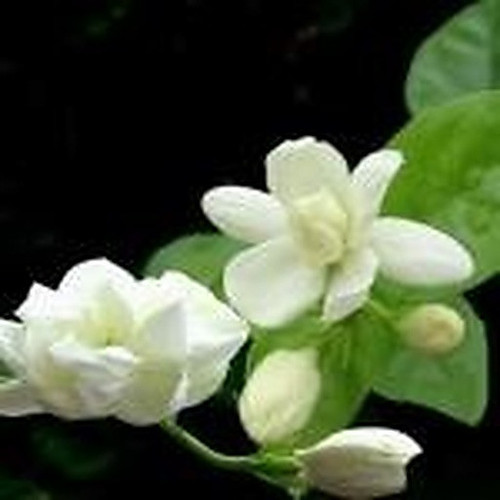 ingredient 189.jpg