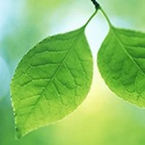 ingredient 202.jpg