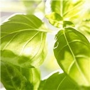 ingredient 204 300.jpg