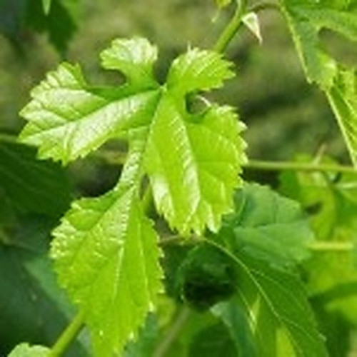 ingredient 210.jpg