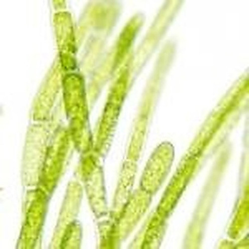 ingredient 223.jpg