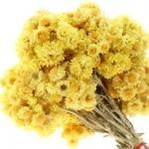 ingredient 221 300.jpg