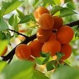 ingredient 308 300.jpg