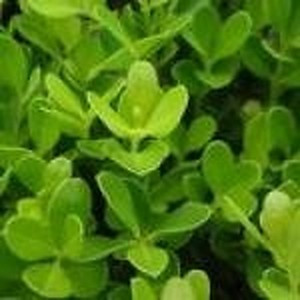 ingredient 309 300.jpg