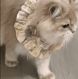 HnVideoEditor 2026 08 08 235948367.gif