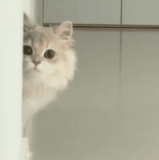 HnVideoEditor 2026 08 08 235206424.gif