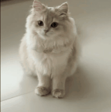 HnVideoEditor 2026 08 09 000140297.gif