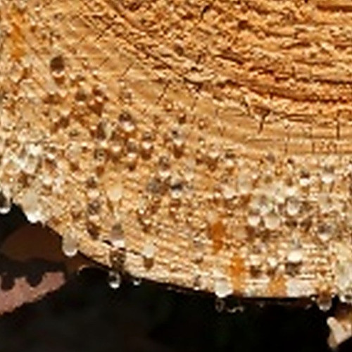 ingredient 601.jpg