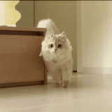 HnVideoEditor 2026 08 08 233725484.gif