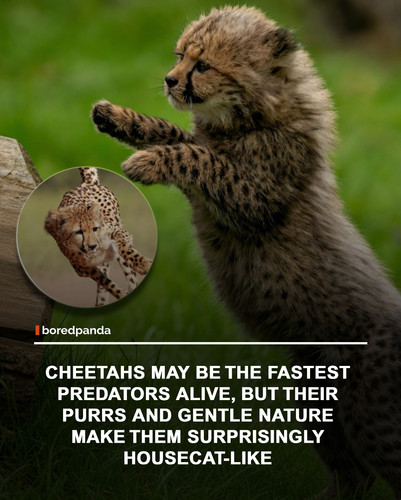 img facts (2).jpg