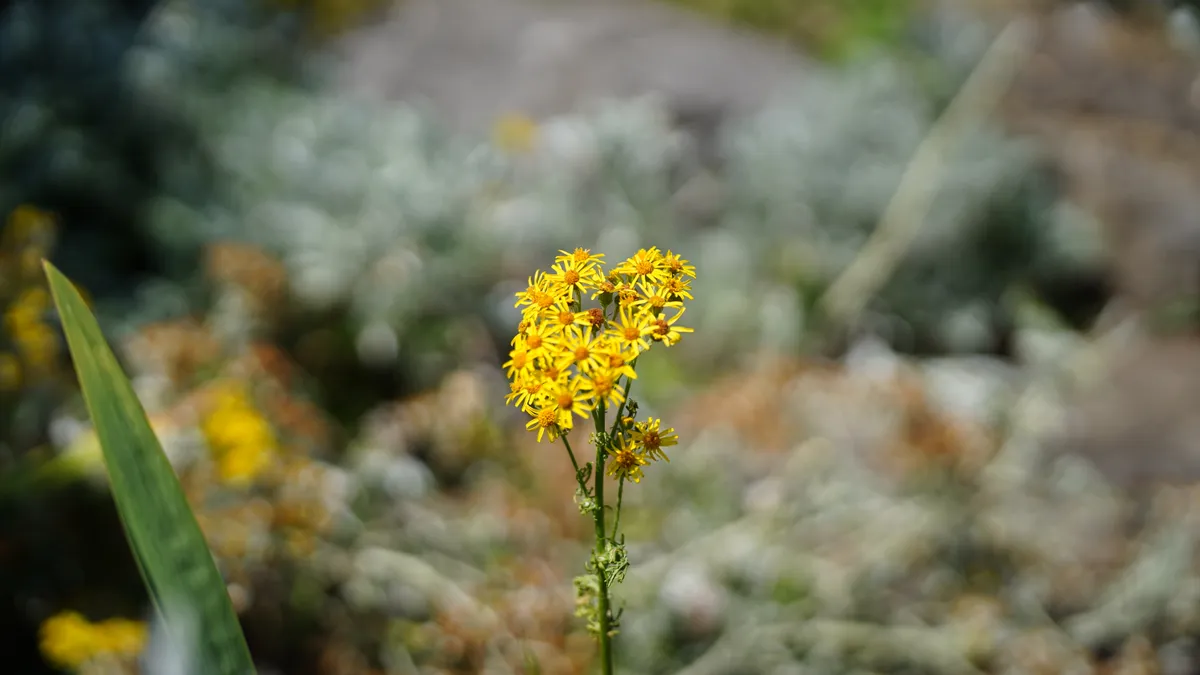 Tamron 35-100mm f/2.8 Di III VXD sample image