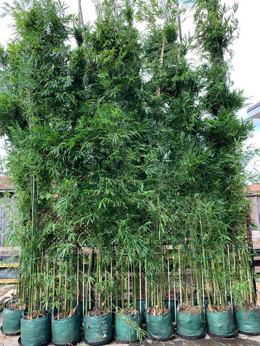 Buy Clumping Bamboo Plants | Gracilis Bamboo in Sydney.jpg