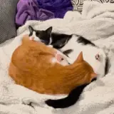 Кот Кошка поза 69.webp