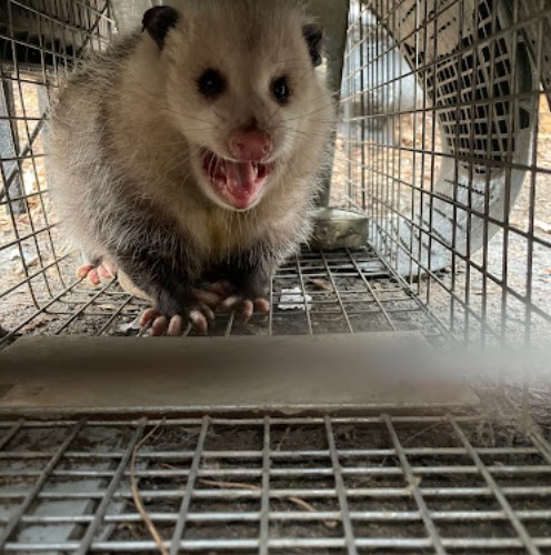 Best service for Mice Removal in Painswick.jpg