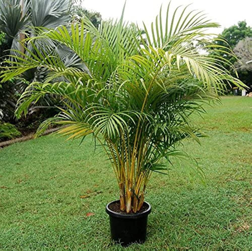 61h9RlVX RS. AC UF1000,1000 QL80 .jpg