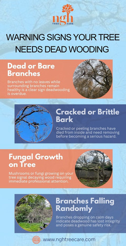 Warning Signs Your Tree Needs Dead wooding.jpg