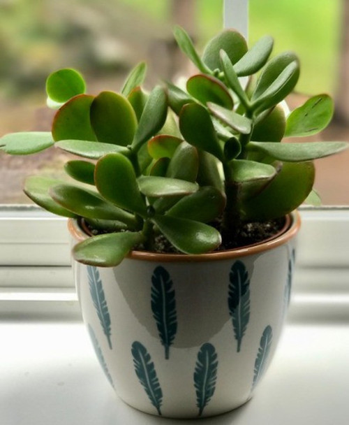 no perennial yes jade live plant.jpg