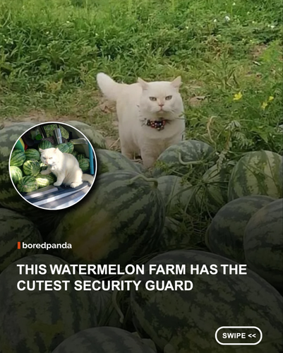 2 images (1).png