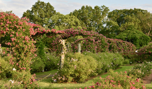 IMG 6036.jpg