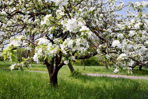 appelboom.jpg