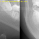Bull,Thomas G VXIMAGES 1122469 02037400