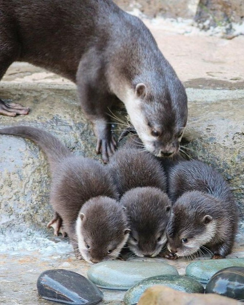 30 Heartwarming Photos Of Animal Moms And Their Babies Shared By ZooBorns That Will Melt Your Heart .jpg