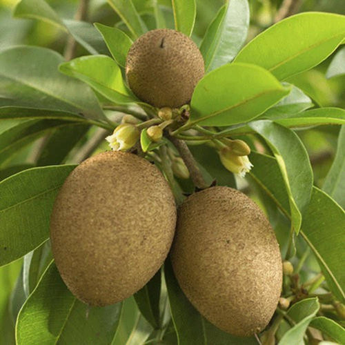 live fruit plant sapota chikoo sweet pouteria plants for all original imafrfchghvg5vj8.jpg