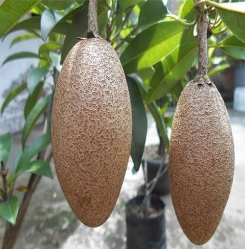 no perennial no live thai banana chikoo sapodilla fruit plant original imahjzupgm9hz9cu.jpg