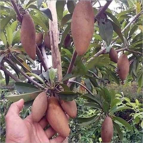 no perennial no live thai banana chikoo sapodilla fruit plant original imahjzuprxhfz89n.jpg