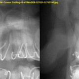 Connor Codling G VXIMAGES 127031 12703100