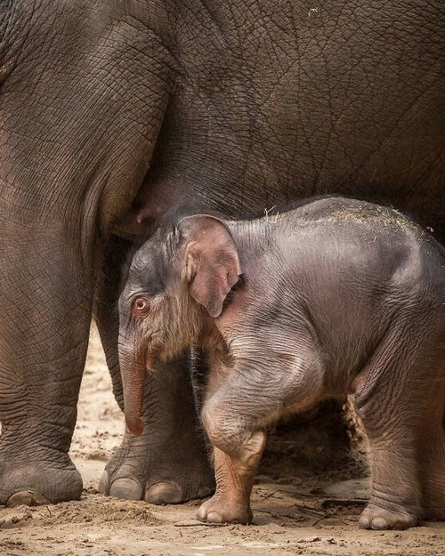 30 Heartwarming Photos Of Animal Moms And Their Babies Shared By ZooBorns That Will Melt Your Heart .jpg