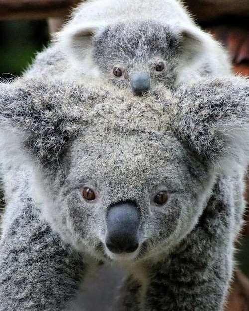 30 Heartwarming Photos Of Animal Moms And Their Babies Shared By ZooBorns That Will Melt Your Heart .jpg