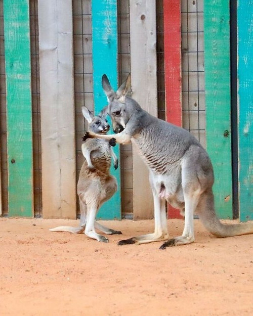 30 Heartwarming Photos Of Animal Moms And Their Babies Shared By ZooBorns That Will Melt Your Heart .jpg