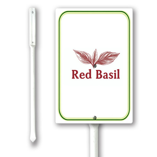 red basil 001.jpg