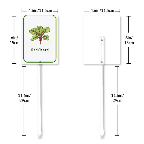 red chard 001 6.jpg