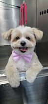 Mobile Pet Grooming in Doha.jpg