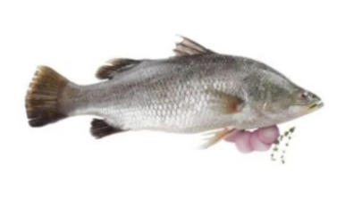 Black Snapper Whole.png